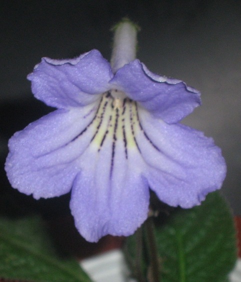 Sings the Blues (D. Thompson)1.jpg