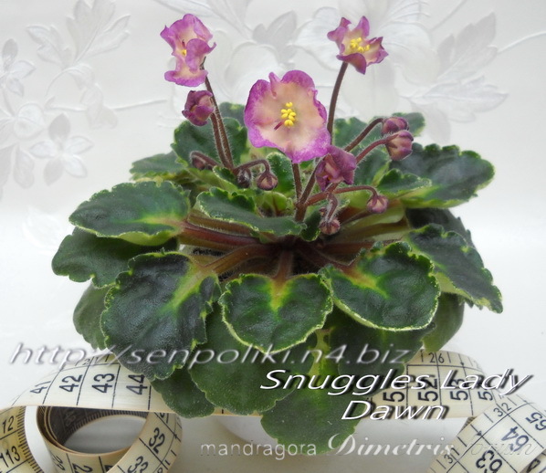 Snuggles Lady Dawn 4а.jpg