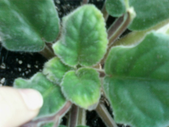 SP_A0305.jpg