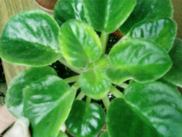 SP_A0307.jpg