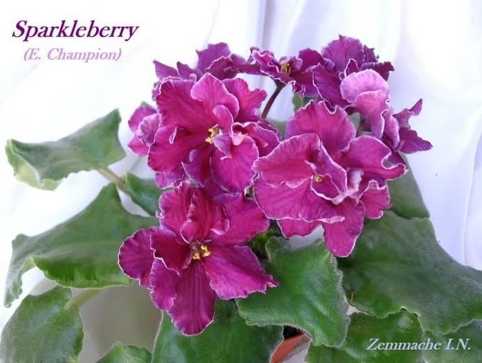 Sparkleberry +.jpg