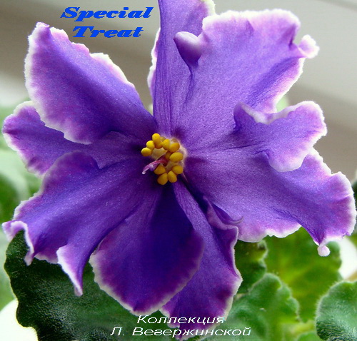 Special Treat цветок.jpg