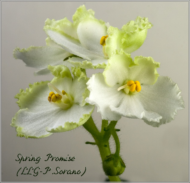 Spring Promise (LLG-P.Sorano)1.jpg