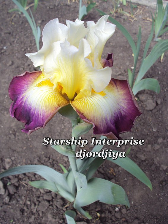 Starship_Interprise_2_800.jpg