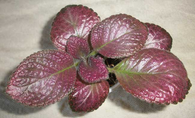 Strawberry_Pafch.jpg