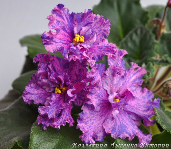 Suncoast Fantasy Love.JPG