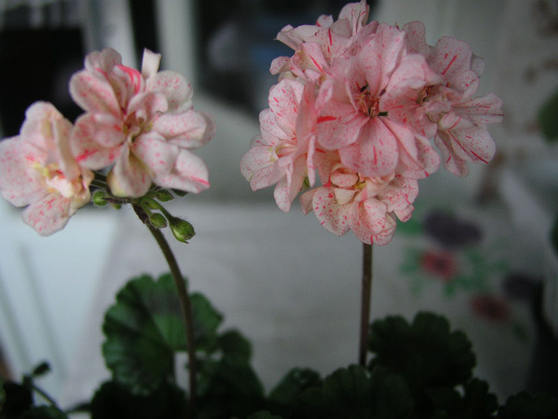 Susies-Beauty-.jpg