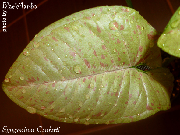 Syngonium Confetti.jpg