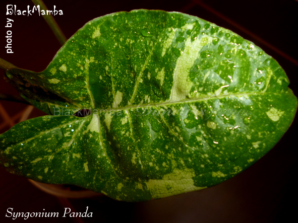 Syngonium Panda.jpg