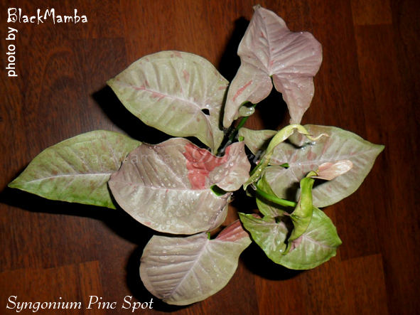 Syngonium Pinc Spot.jpg