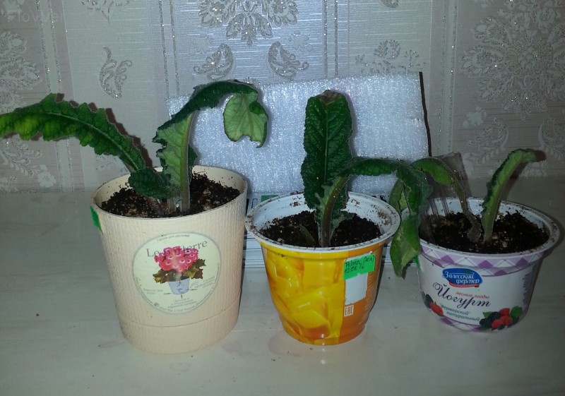 Telma пасынки.jpg