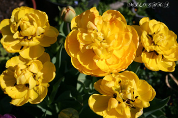 Tulp 1504 copy.jpg