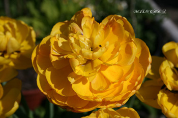 tULP 15 04 copy.jpg