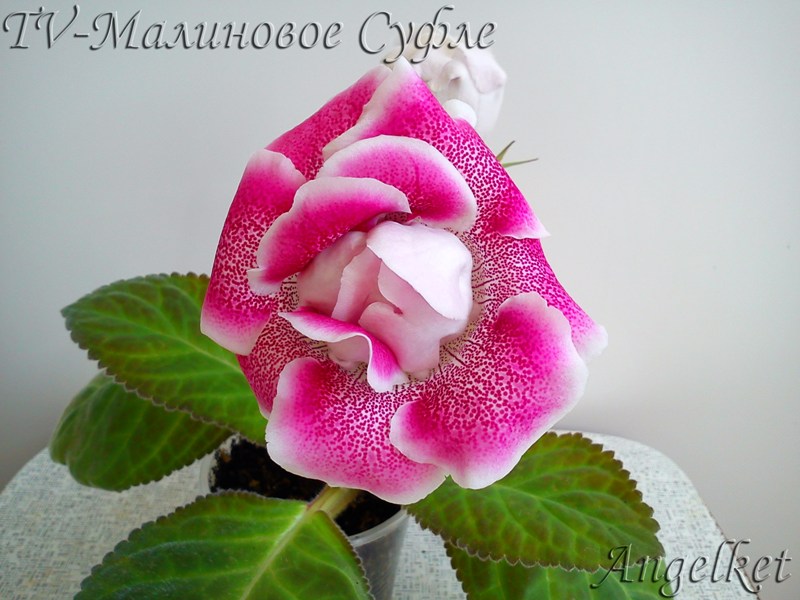 TV-Малиновое Суфле.jpg