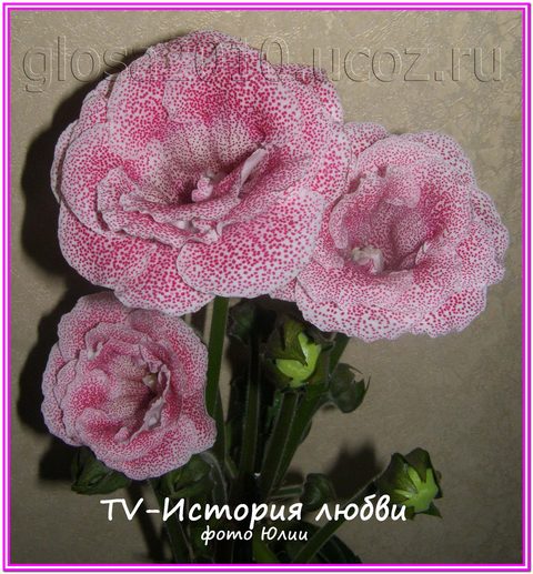TV_Istoria_love_bucet2222.jpg