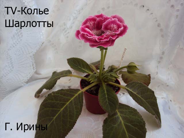 TV-Колье Шарлотты, 17.06.14 фото2.JPG