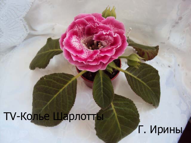 TV-Колье Шарлотты, 17.06.14 фото3.JPG