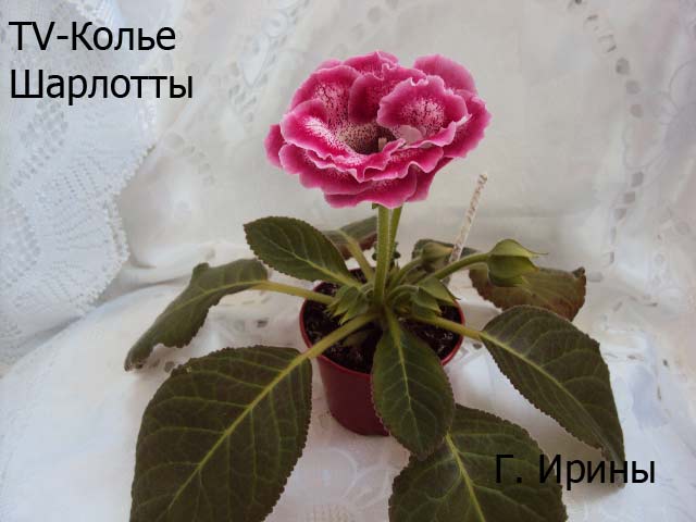 TV-Колье Шарлотты, 17.06.14.JPG