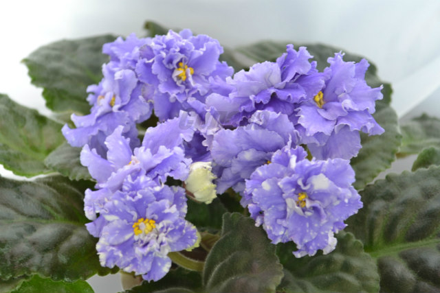 оснень 016 - копия - копия.JPG