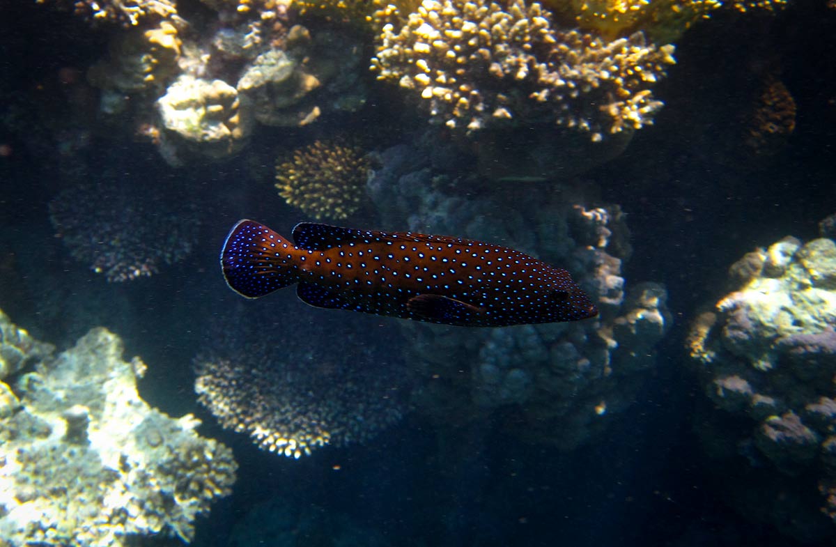 ПАВЛИНЬЯ-ГАРРУПА-Cephalopholis-argus.jpg