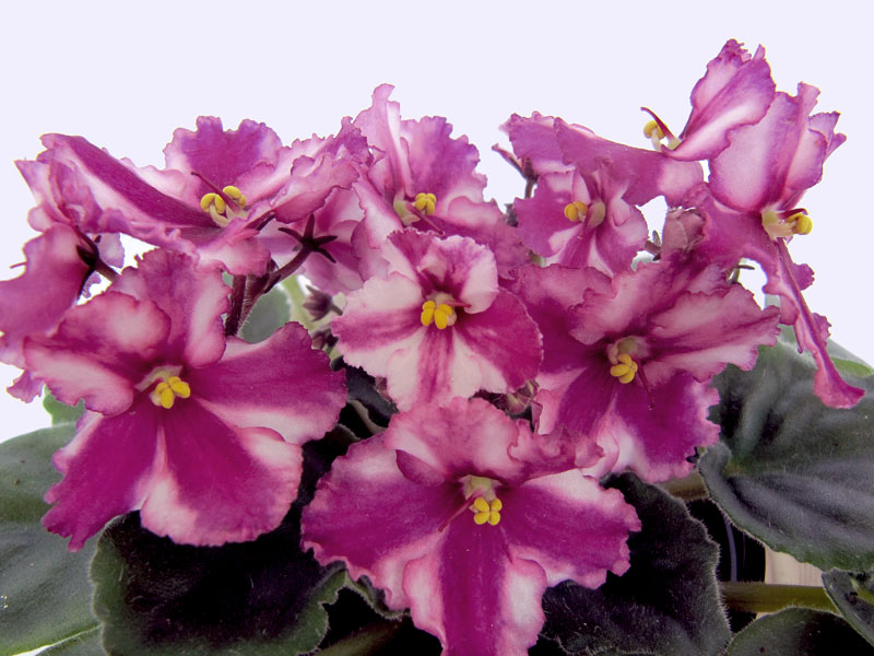 Ultra Violet Saturn - обратная химера2.jpg