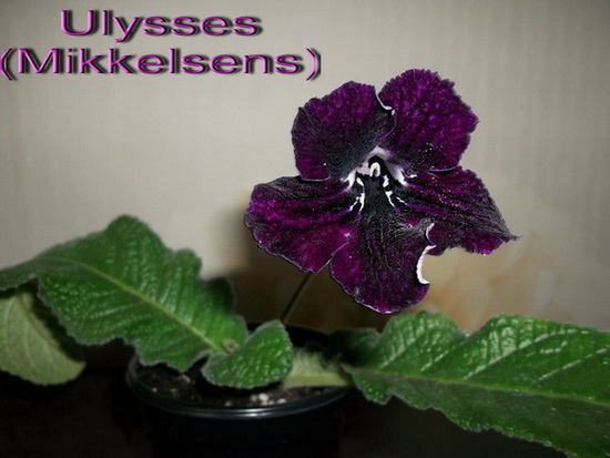 Ulysses (Mikkelsens).jpg