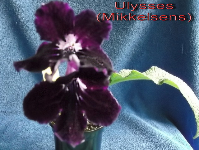 Ulysses (Mikkelsens) (2).jpg