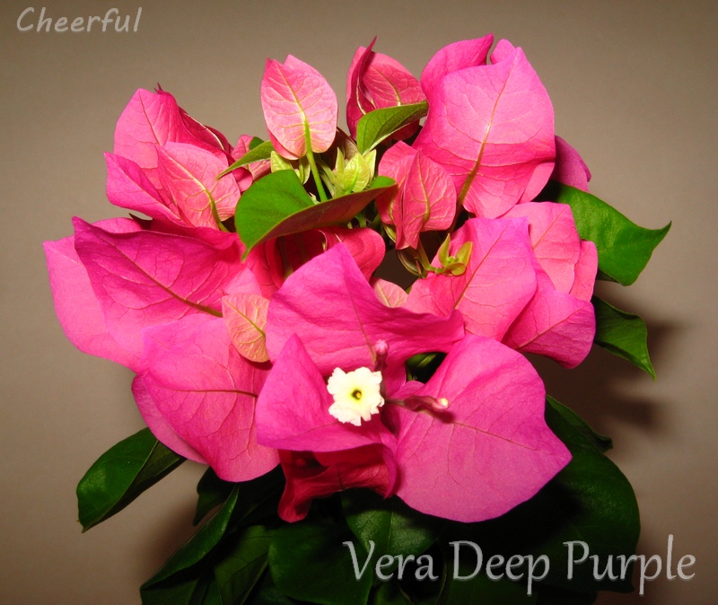 vera deep purple 31.07.15.jpg