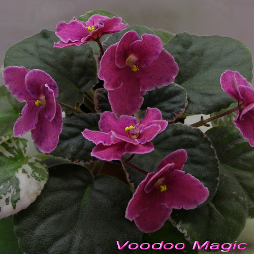Voodoo Magic_к.jpg
