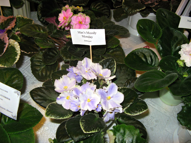 Vyst-2-029.jpg