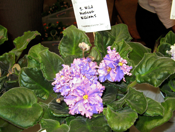 Vyst-2-083.jpg