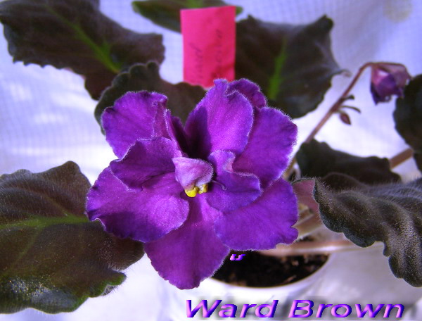 Ward_Brown_1.jpg