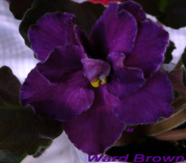 Ward_Brown.jpg
