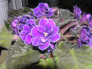 Ward BrownPB052015.JPG