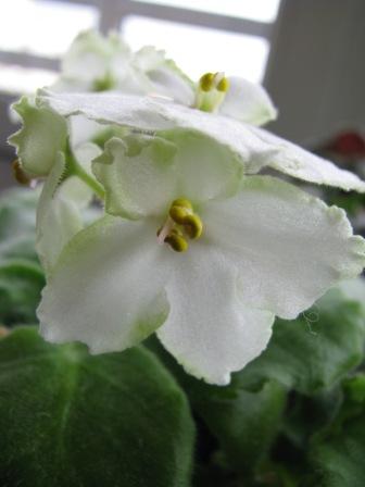 Whiff^o^Green2.jpg