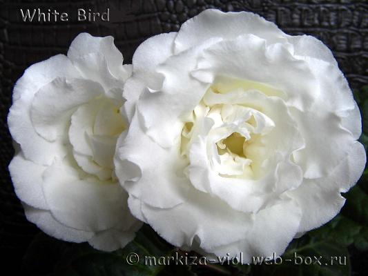 White Birdкопирование.JPG