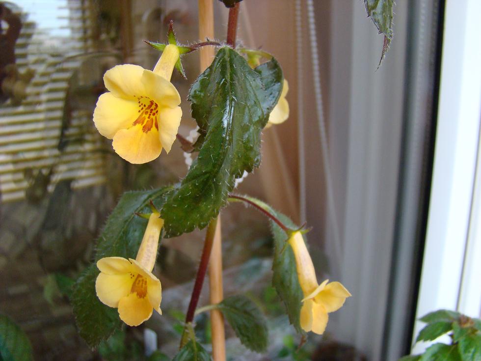 Yellow Beauty.JPG
