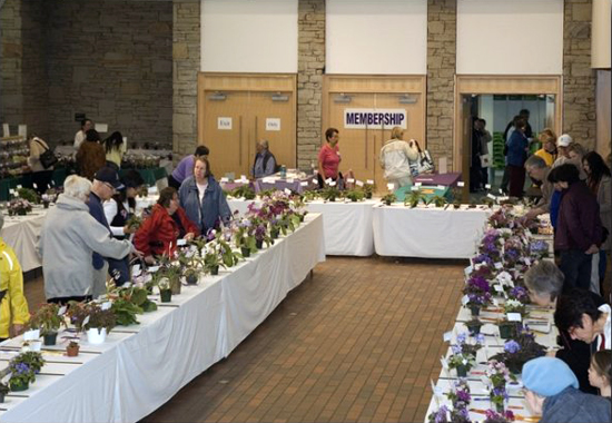      Toronto African Violet Society