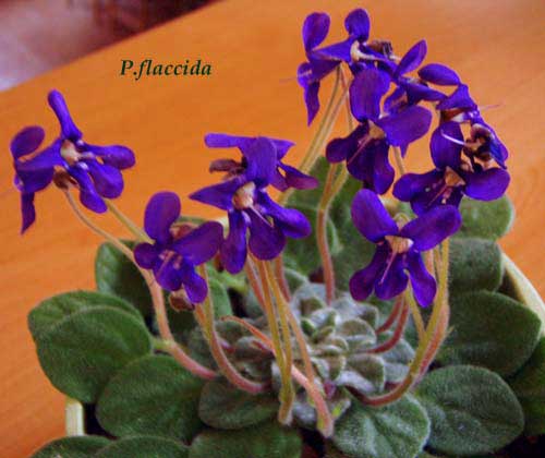 Petrocosmea flaccida