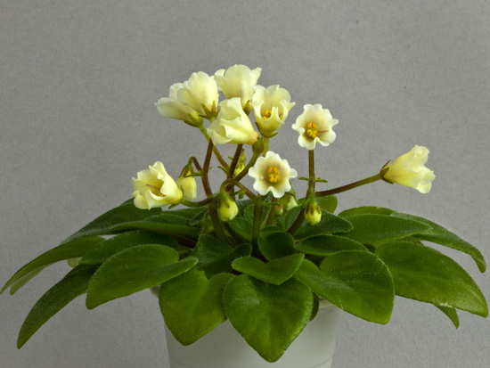   .  Senk’s Alchemy Yellow Bells (Senk)