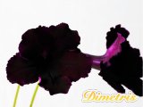 Selected Dimetris varieties. DS-Gothic  (Dimetris, 2008)