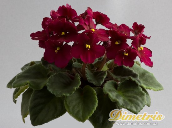 : ,  Optimara-Little-Maya