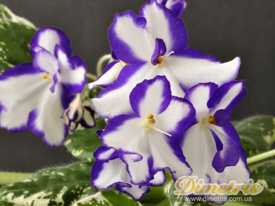   Peppermint Fling (R. Nadeau)