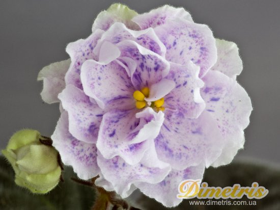 Сенполии: стандартные сорта Rainy Day Lovin_ (LLG) Сенполии: стандартные сорта Rainy Day Lovin_ (LLG)