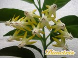  . Hoya multiflora