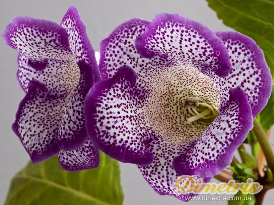  Tigrina Blue