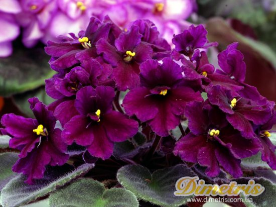 : ,  Crushed Velvet (G. Boone) 