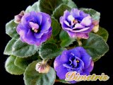 : , . Rob_s Voodoo Blue (R.Robinson)