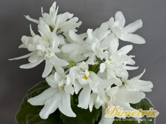 : ,  Lunar Lily -white
