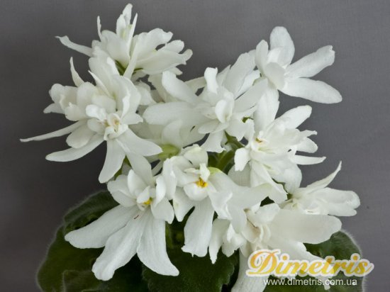   .   Lunar Lily-white 